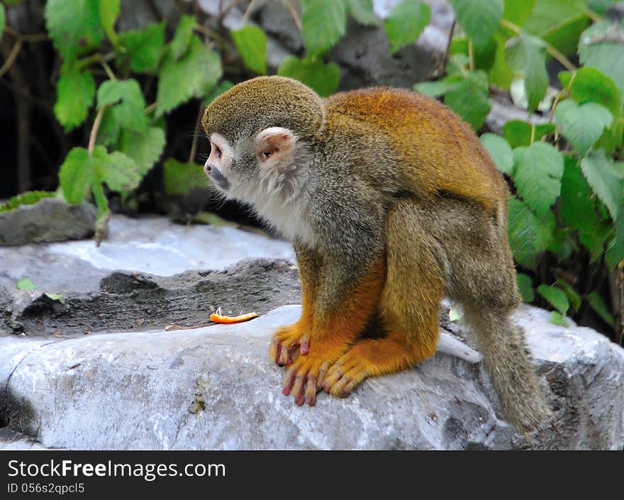 Common Squirrel Monkey in Zoo