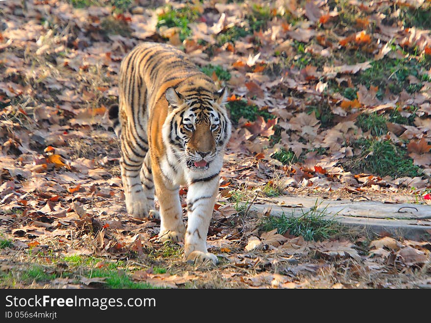 Siberian Tiger In China