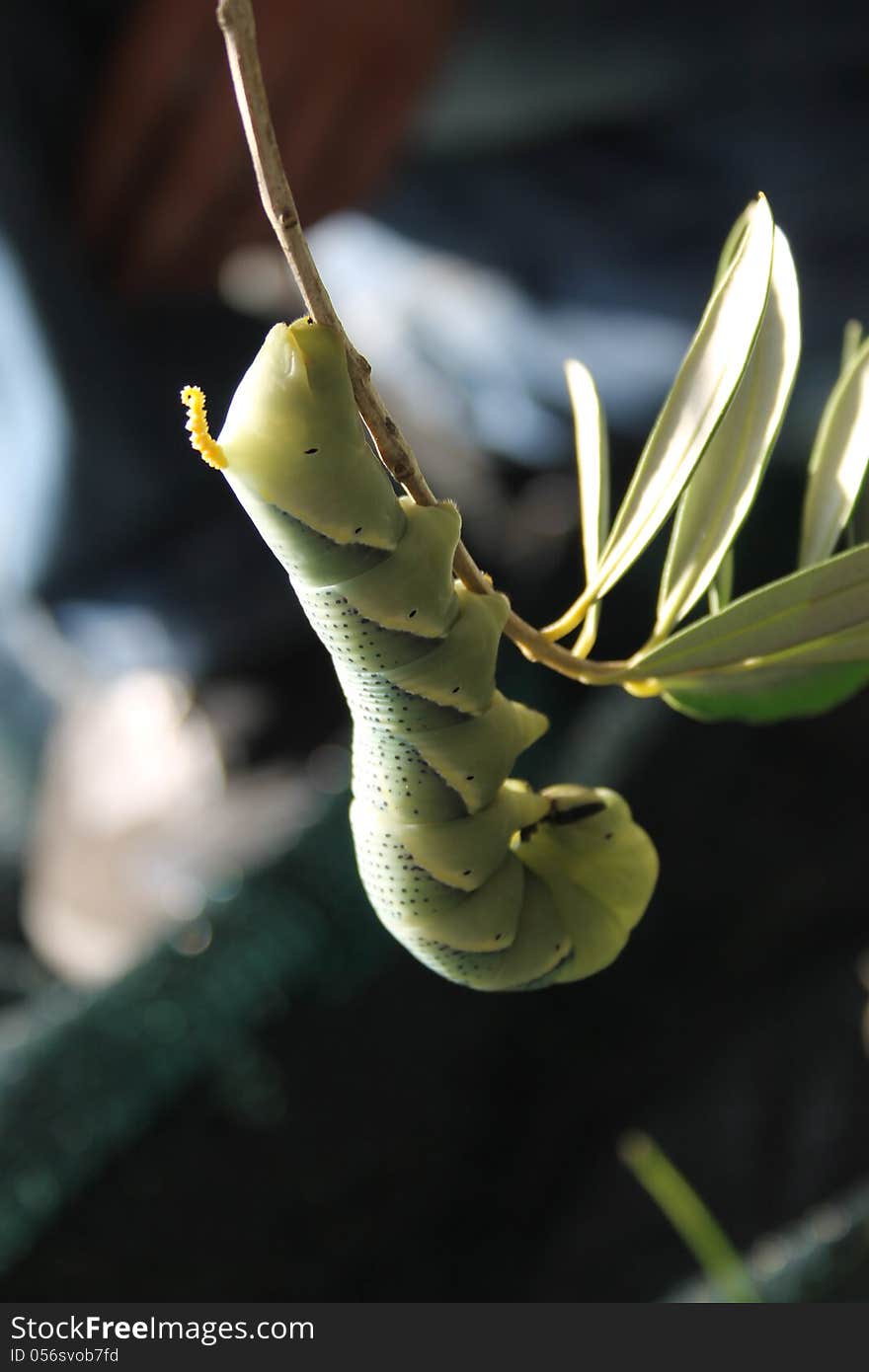 Tobacco Hornworm Caterpillar