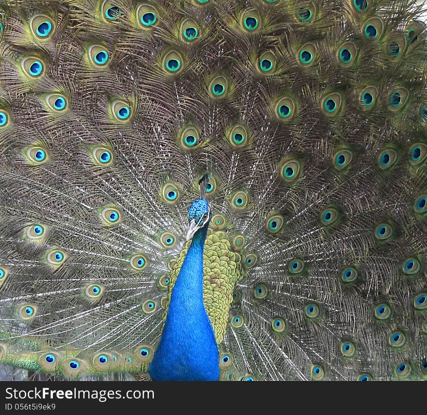 Portrait of beautiful peacock with feathers out