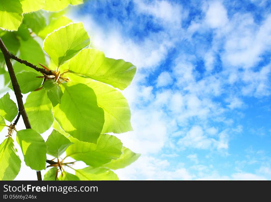 Beautiful Spring leaves background with blue sky