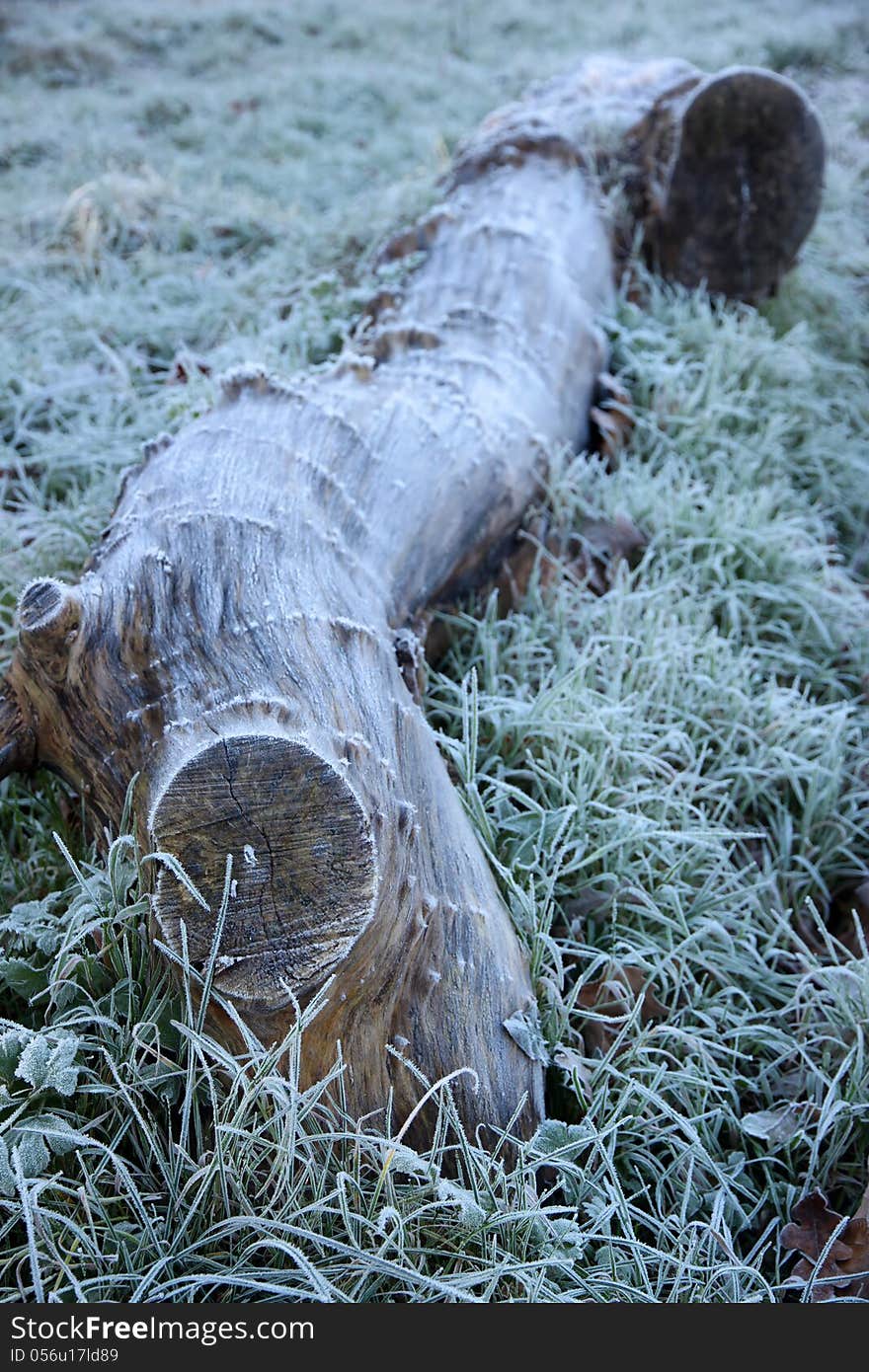 Big log covered with winter frost on a cold morning. Big log covered with winter frost on a cold morning