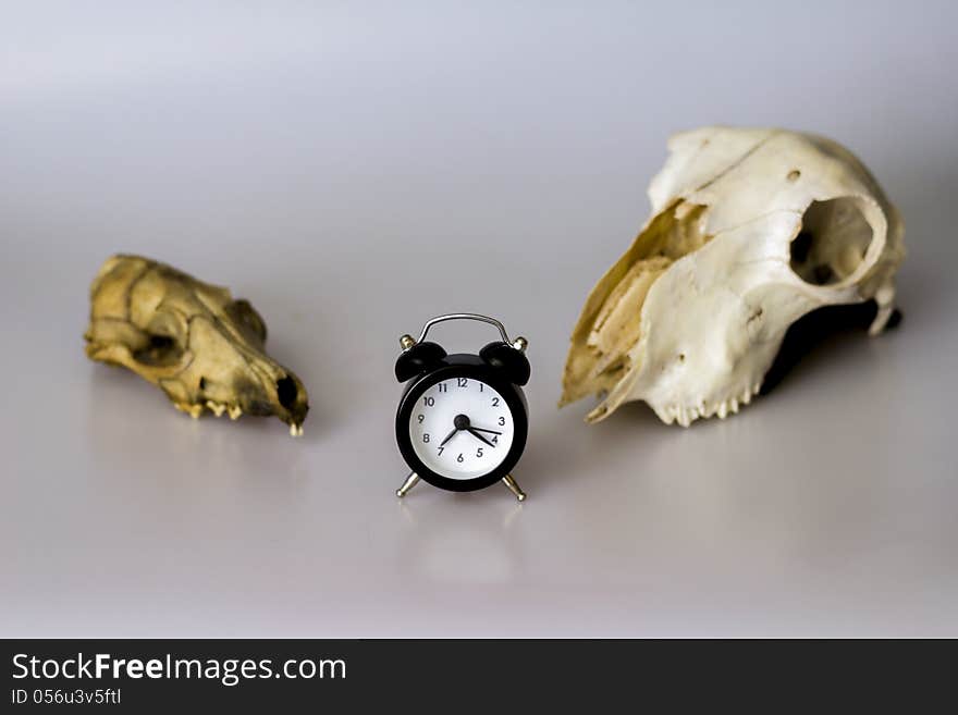 Conceptual image of two animal skulls watching a clock to symbolize a deadline approaching