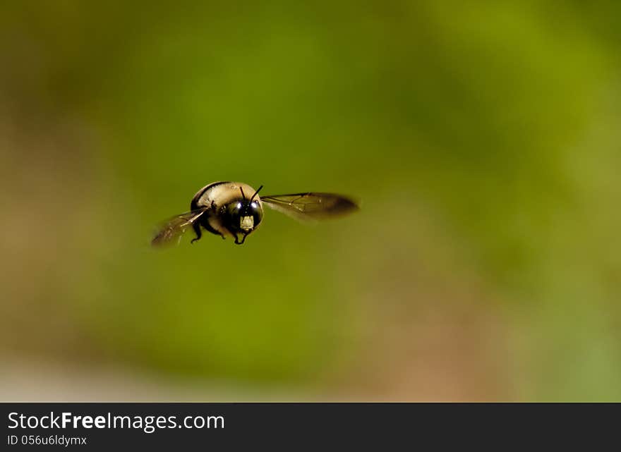 A black bumbee flies toward the camera.