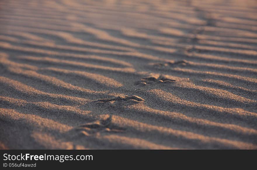 Texture of footprints in the sand