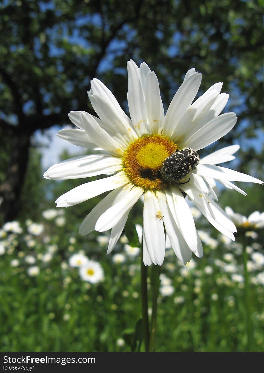 Beautiful white chamomile and little beetle