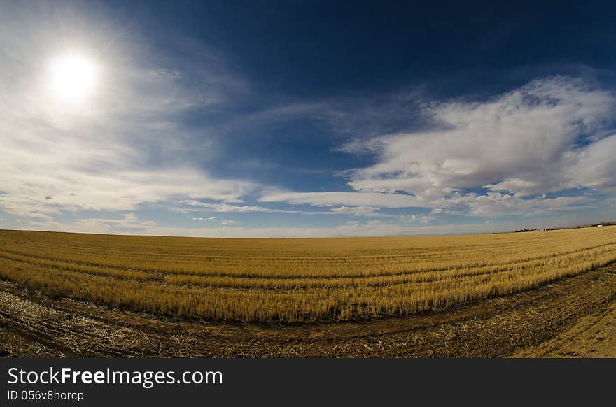 Endless field