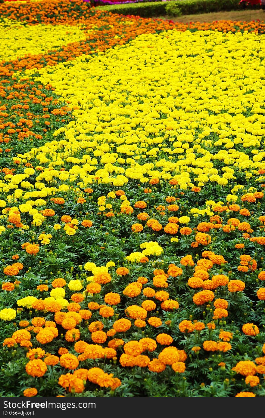 Flower field background