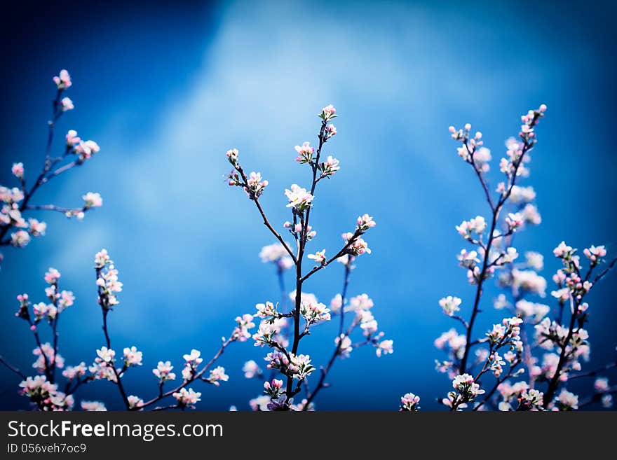 Blossoming Apple Tree