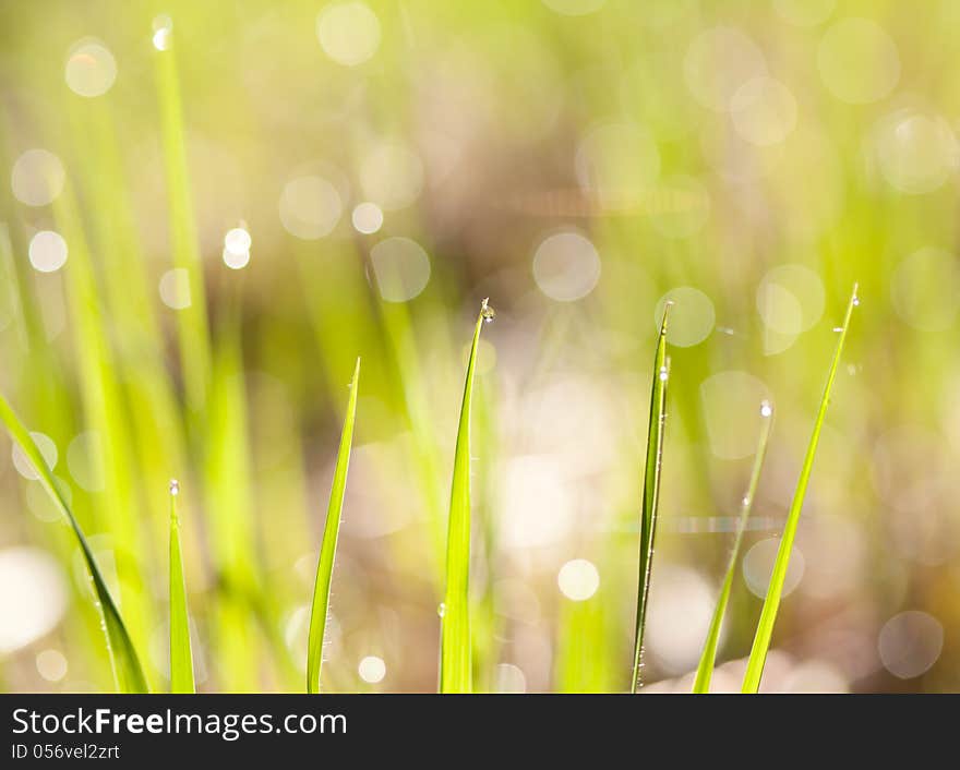 Fresh grass in the morning