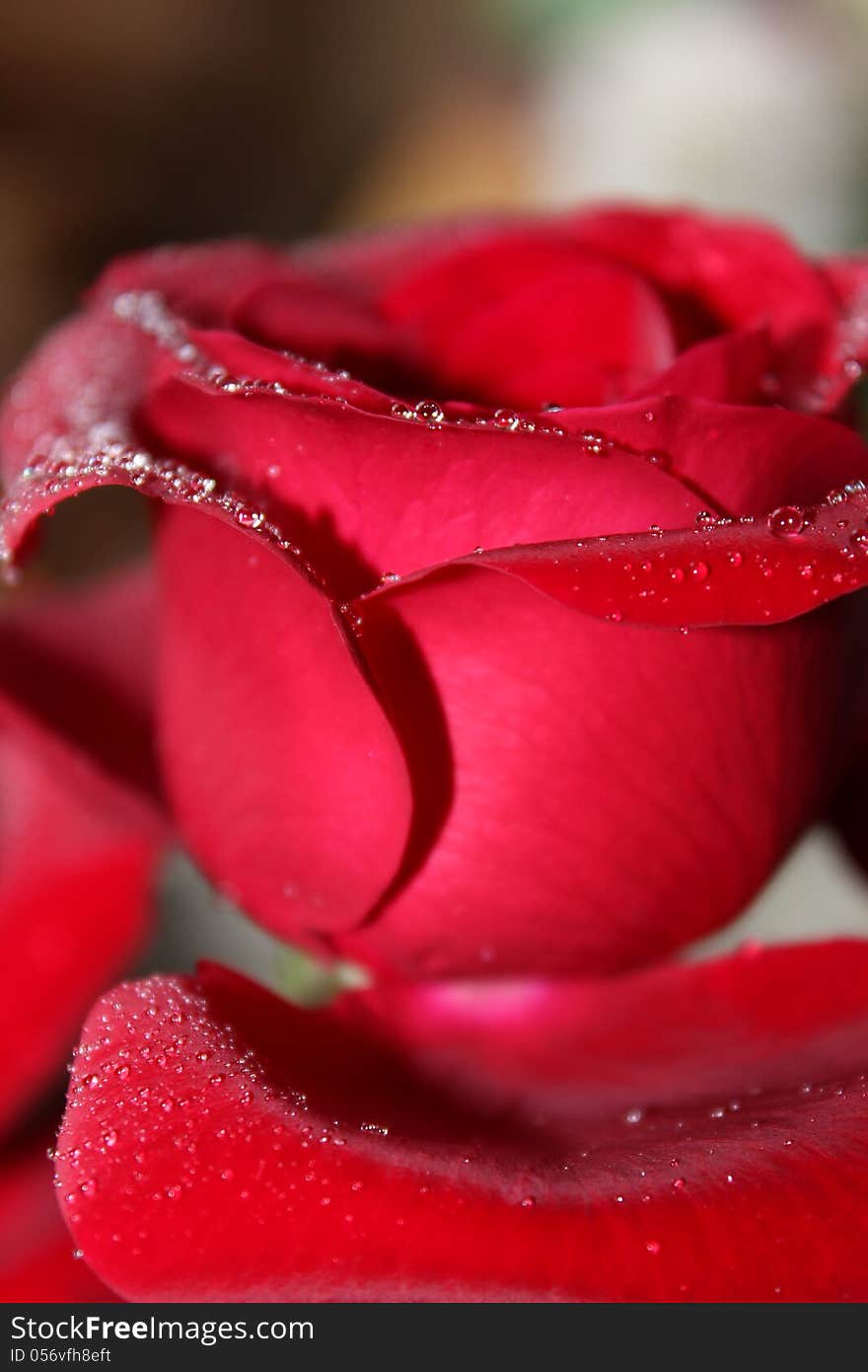 Red Rose With Water Drops.