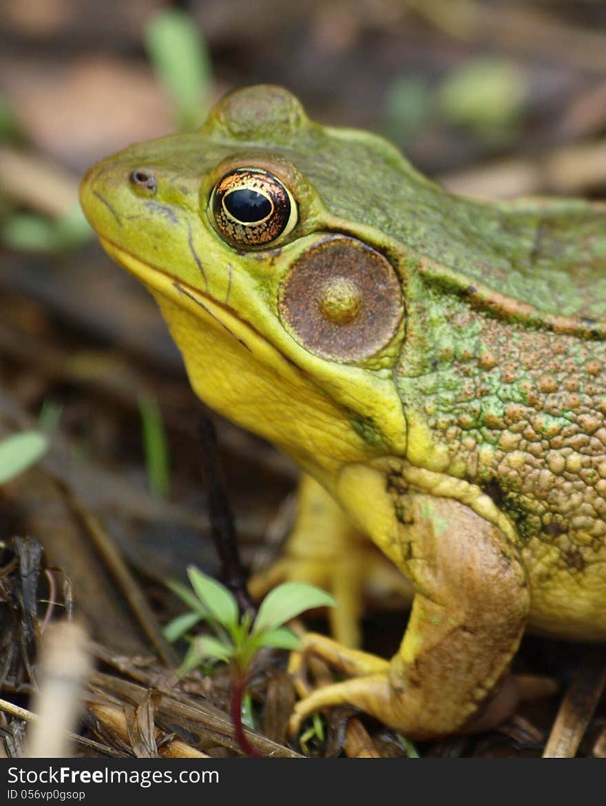 Green Frog