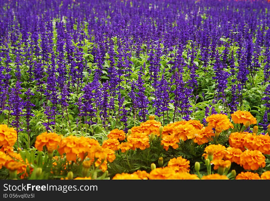 Colorful flowers background