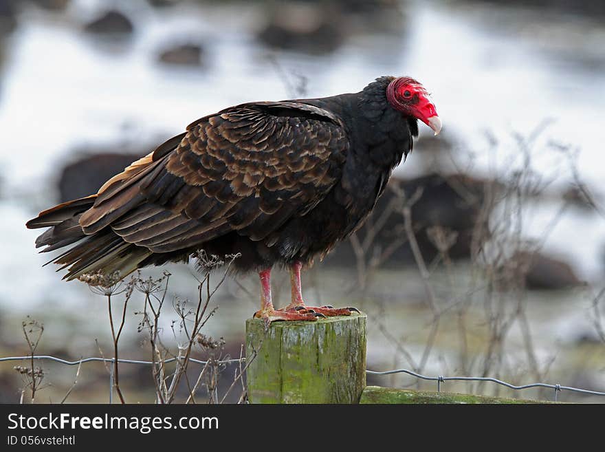 Turkey Vulture Standing On Mossy Fence Post