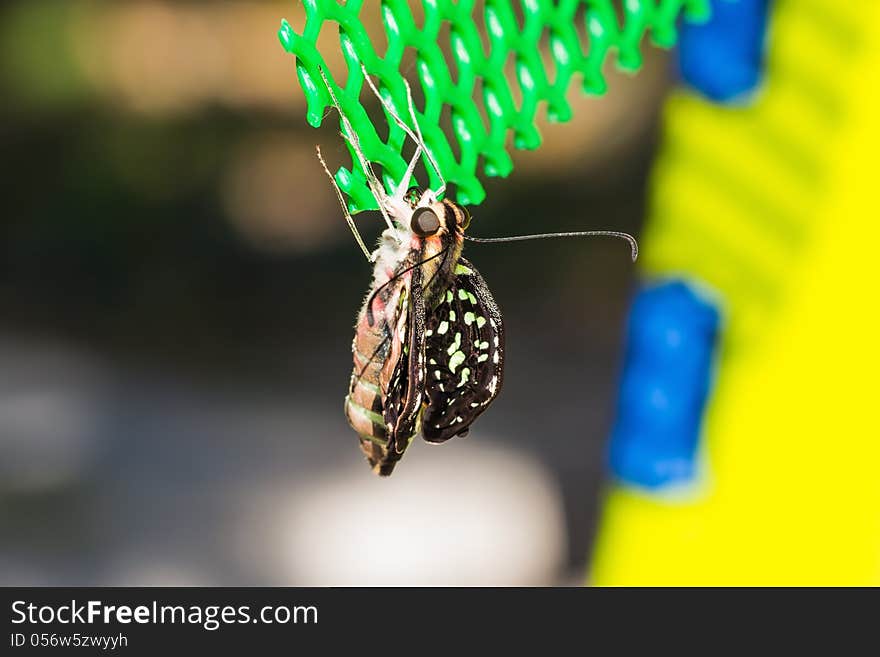 Close up of newly born Tailed Jay butterfly. Close up of newly born Tailed Jay butterfly