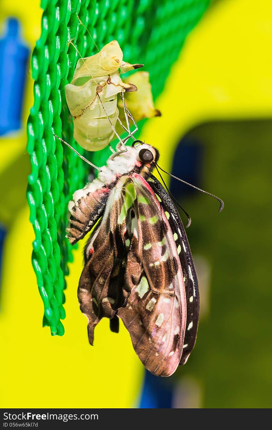 Close up of newly born Tailed Jay butterfly clinging on its pupal case. Close up of newly born Tailed Jay butterfly clinging on its pupal case