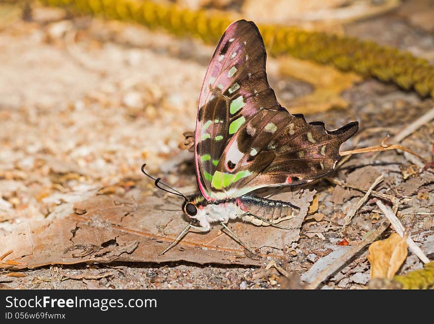 Close up of Tailed Jay butterfly on the ground. Close up of Tailed Jay butterfly on the ground