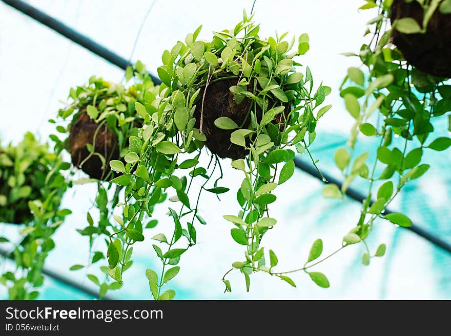 Tropical greenhouse. Row of decorative plants. Landscape design.