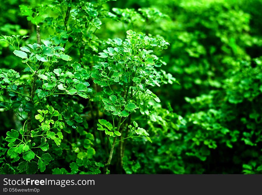 Green lush background