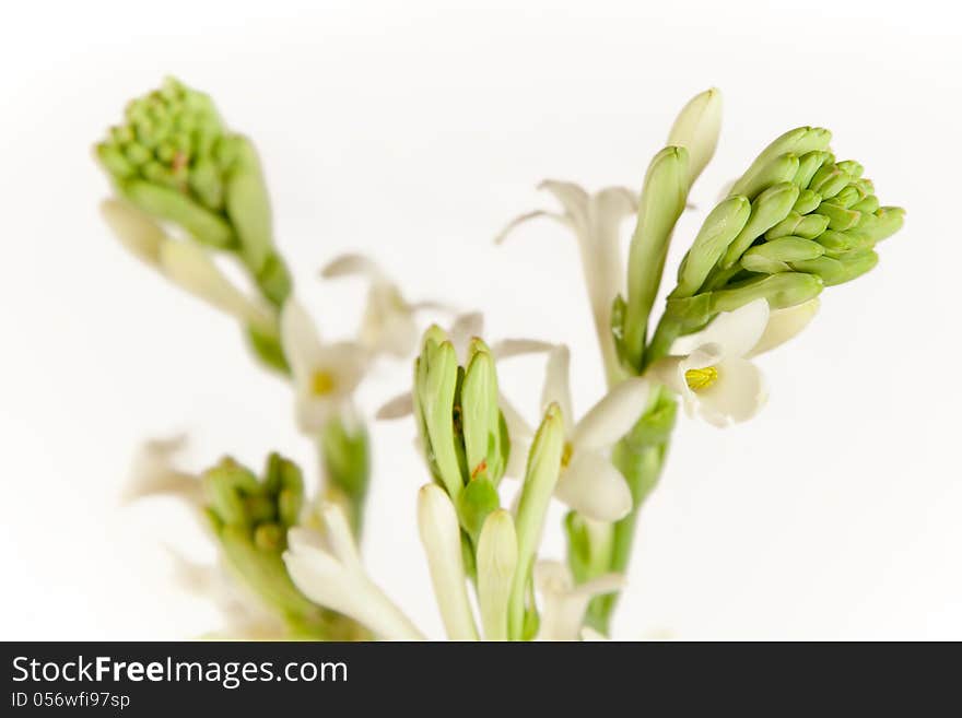 Buds Of White Flowers