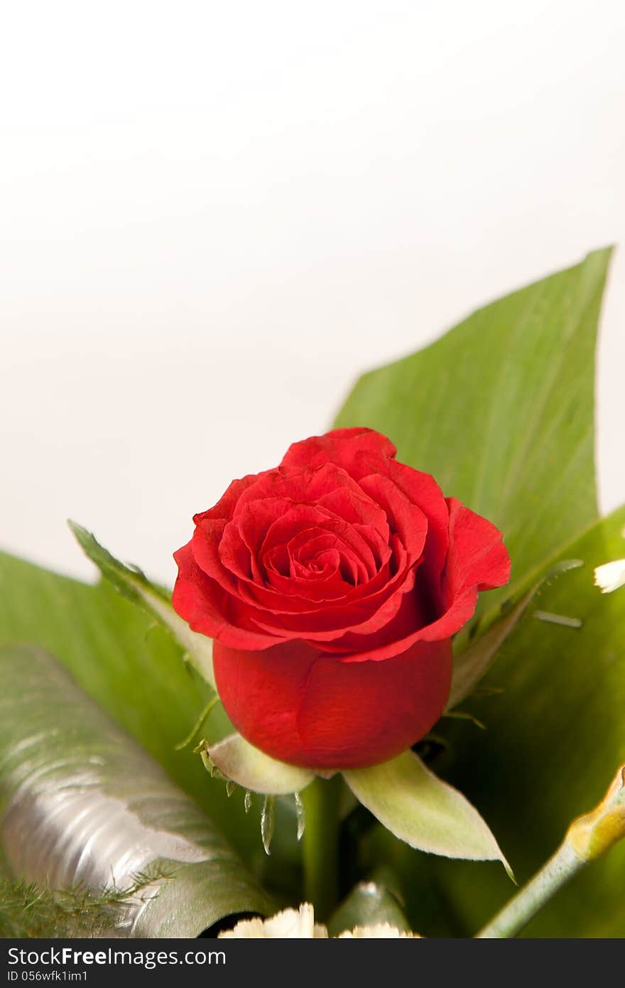 Beautiful red rose flowers with some green leaves over white background