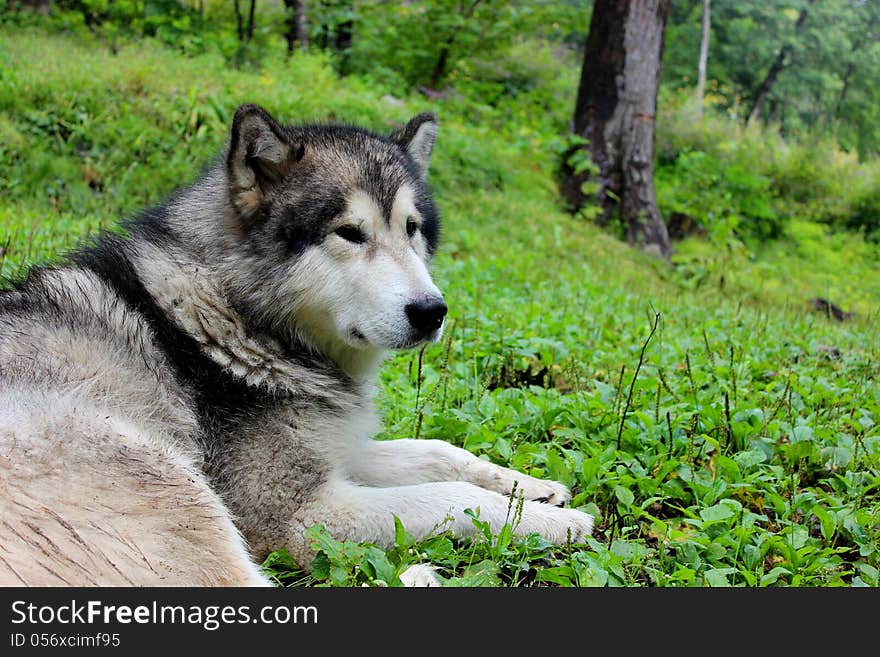 Malamute dog on a grass