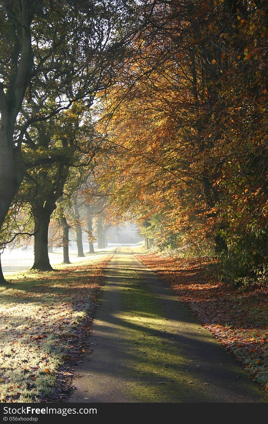 Autumn Woodland