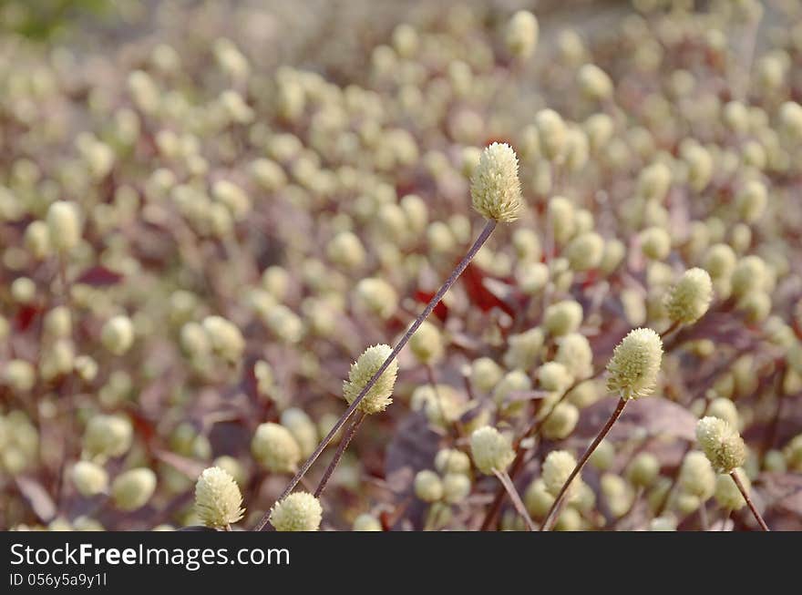 Stem of  flower.