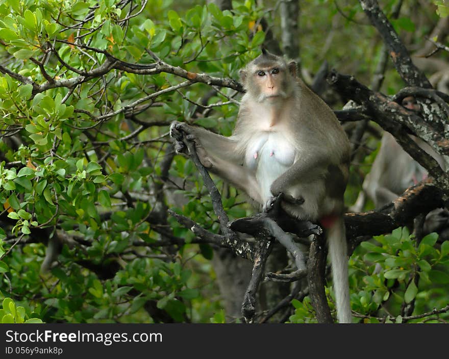 Monkey on branch of tropical tree