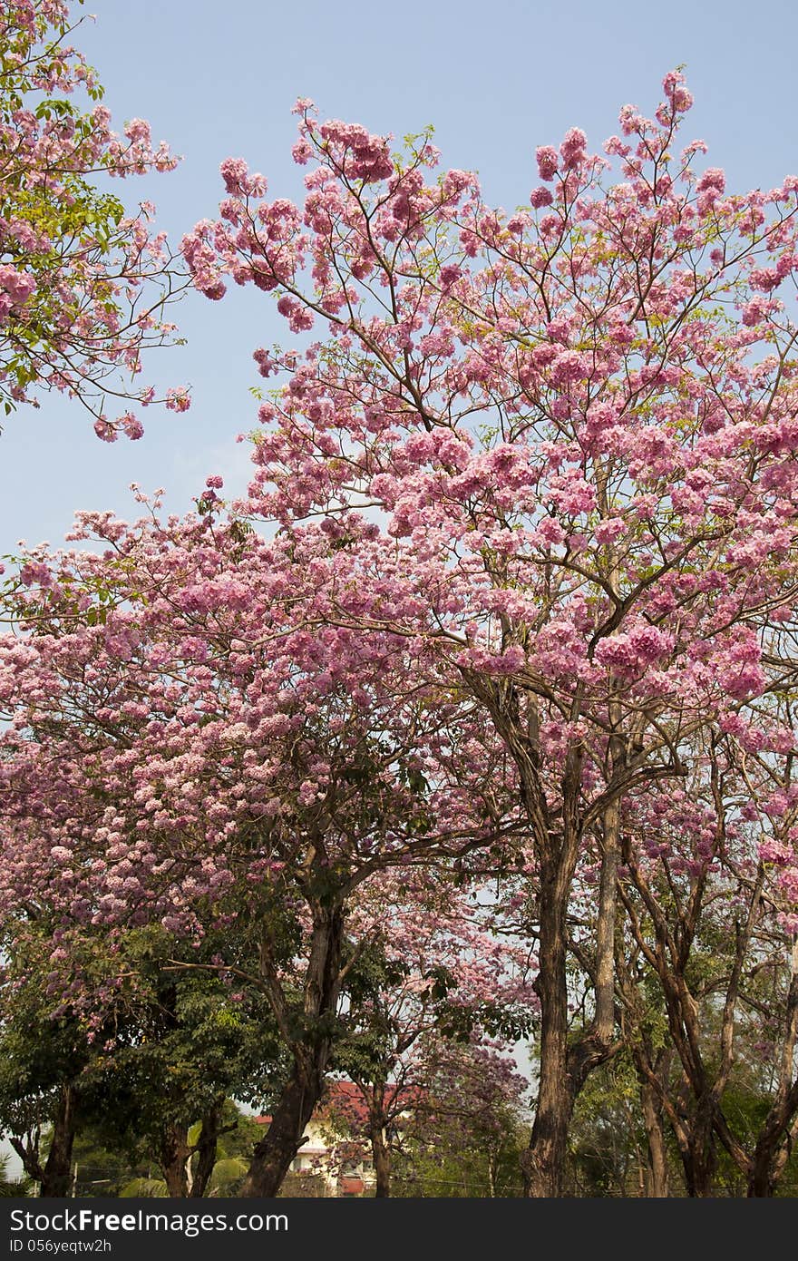 Pink Trumpet Tree