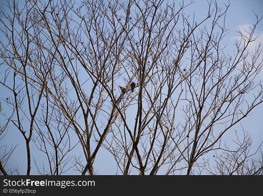 The Dried Branches