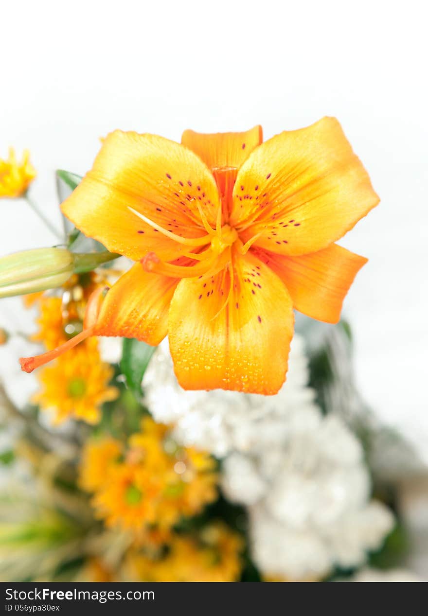 Colorful flower of lily over white background. Colorful flower of lily over white background