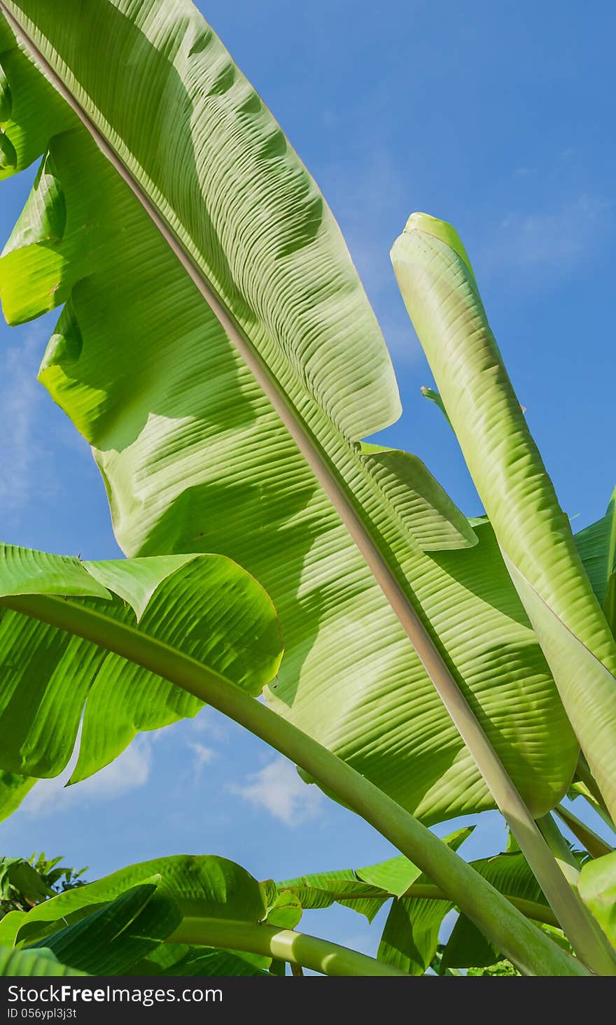 Banana leaves