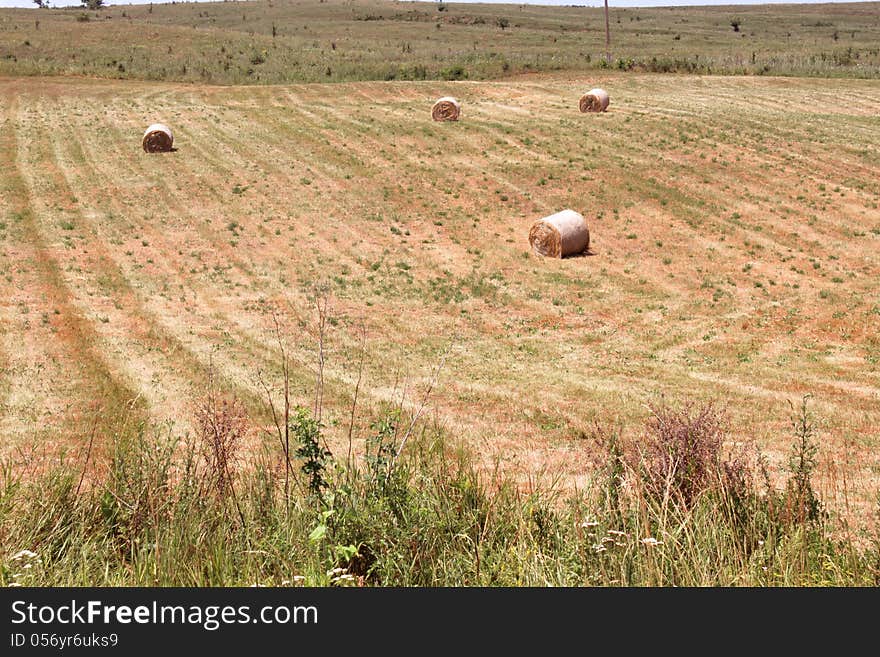 Haystacks after harvest