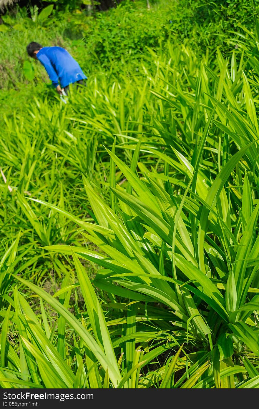 Pandanus Garden