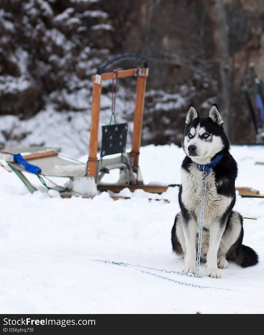 Sledge dog waiting for the race. Sledge dog waiting for the race