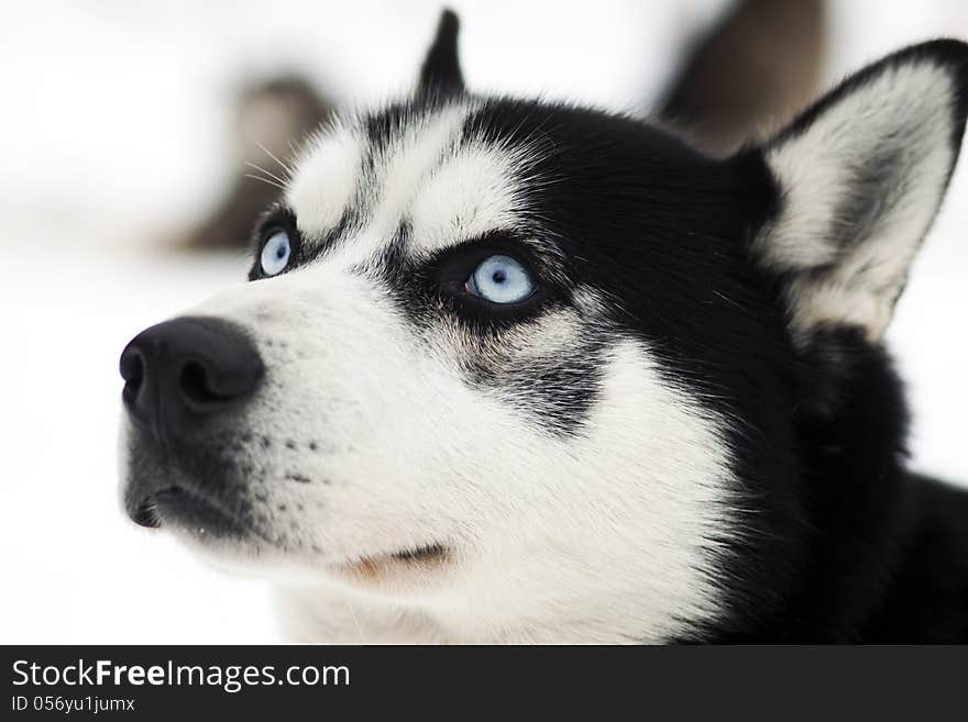 Close up portrait of a dog