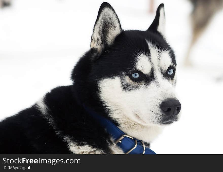 Close Up Portrait Of A Dog