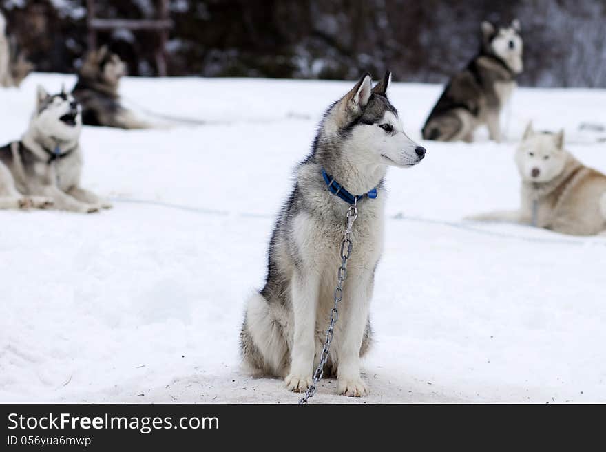 Sledge dog waiting for the race. Sledge dog waiting for the race