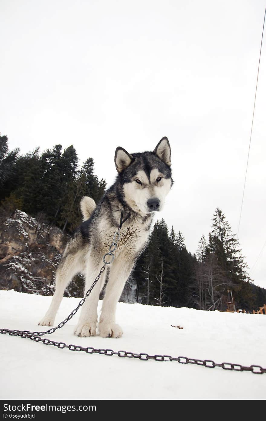 Husky