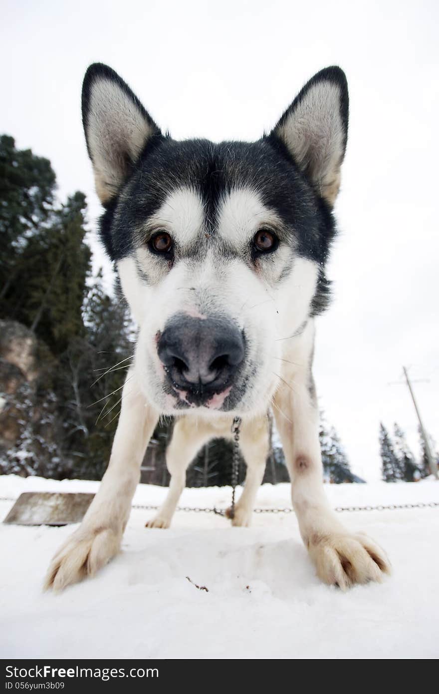 Close up portrait of a dog