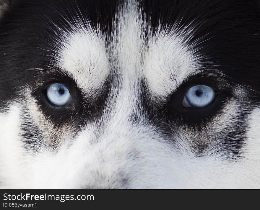 Close up on blue eyes of a dog