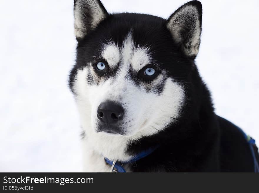 Close up portrait of husky dog