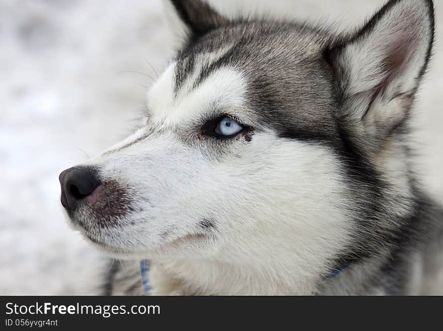 Close up portrait of husky