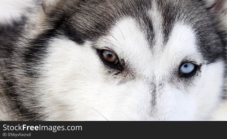 Close up on blue eyes of a dog