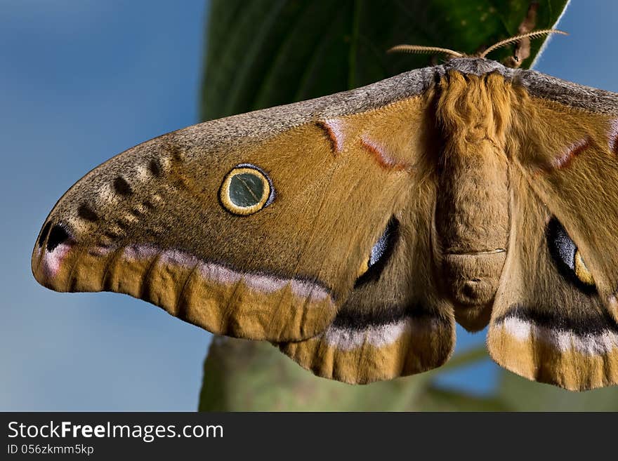 Polyphemus Moth