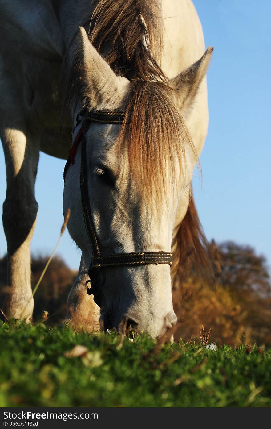 Horse on a background of green grass