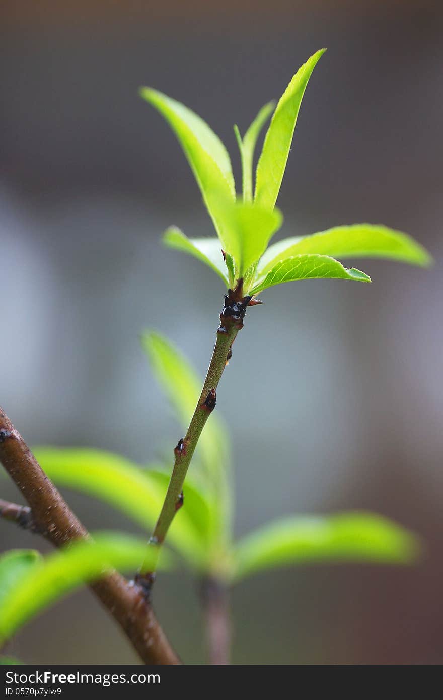 Young peach leaves close-up after rain