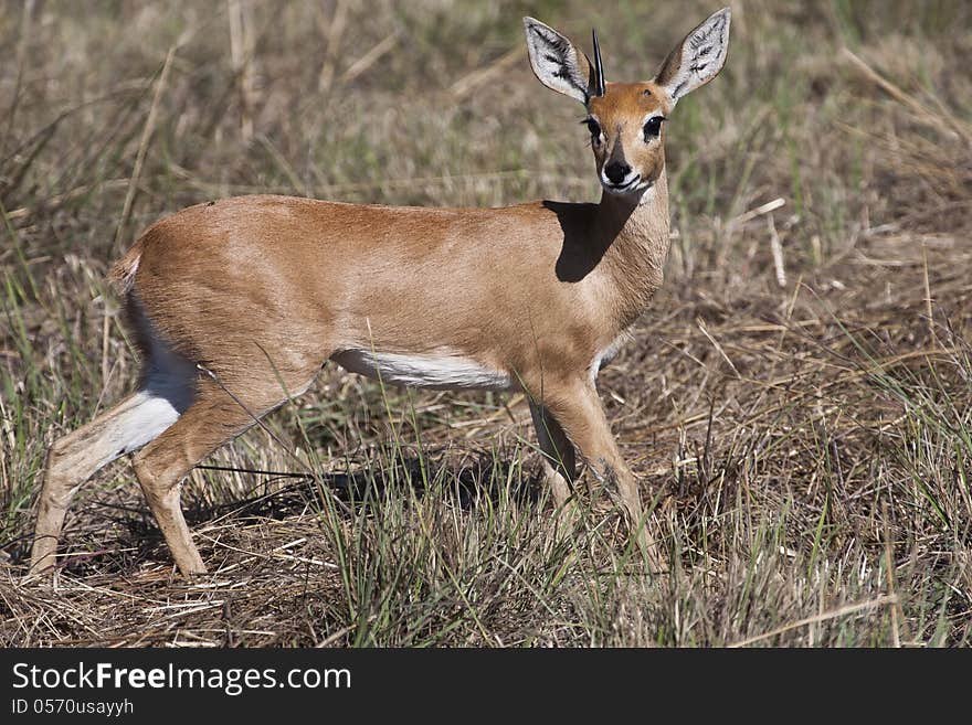 On the grassy plains of Jacana, Botswana, a surprised male Steenbok freezes in head-on stance, revealing a single straight horn. On the grassy plains of Jacana, Botswana, a surprised male Steenbok freezes in head-on stance, revealing a single straight horn.