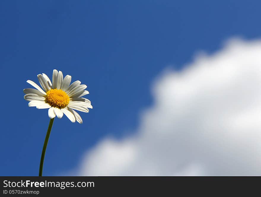 Chamomile and cloud